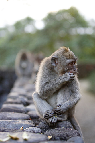 Alila-Ubud-monkeys