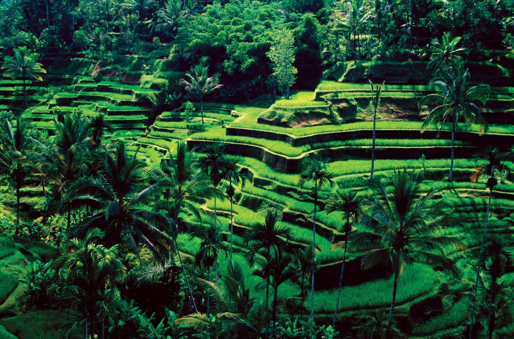 Bali-Ubud-rice-fields