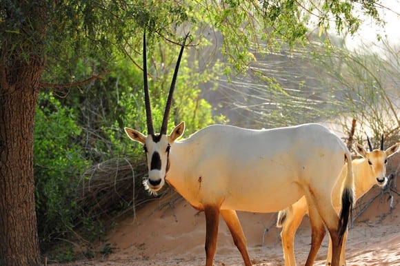 Oryx-Al-Maha
