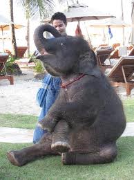 elephant-Khao-Lak
