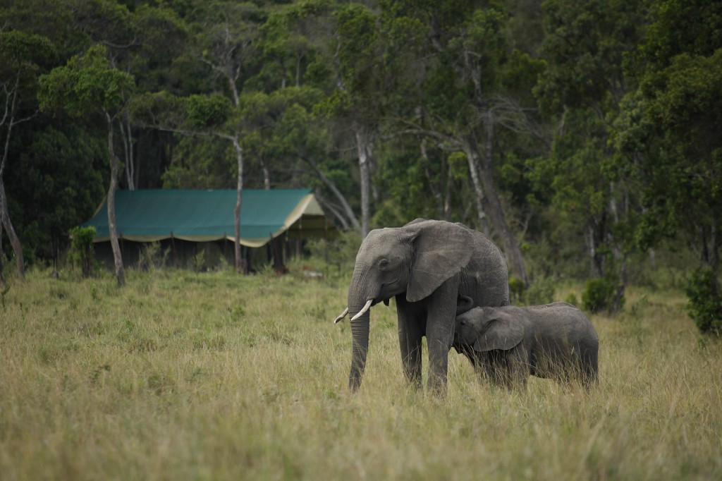 EPC-Honeymoon-Tent-Elephants-Kenya