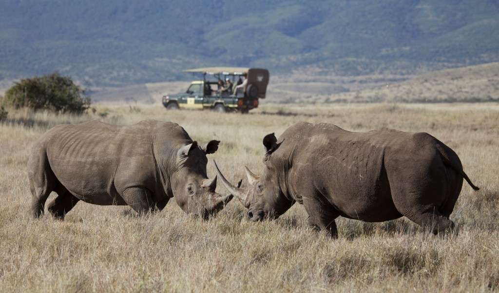 Rhinos on game drive