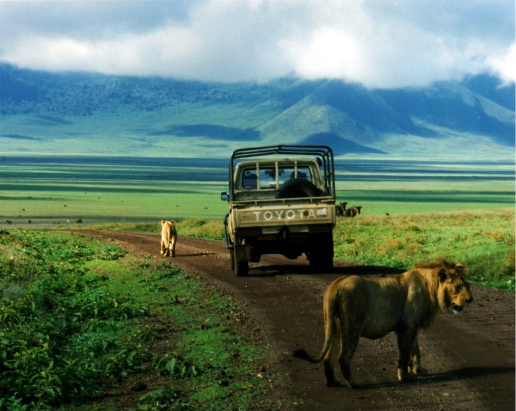 lions_in_ngorongoro_on_the_road