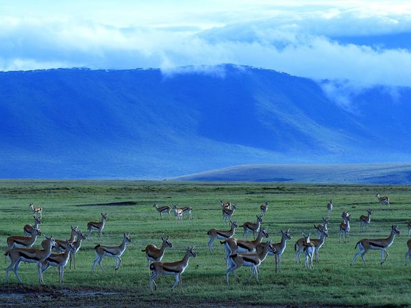 ngorongoro-crater-wildlife