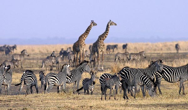 safari-tanzania