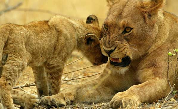 tanzania-safari-lion