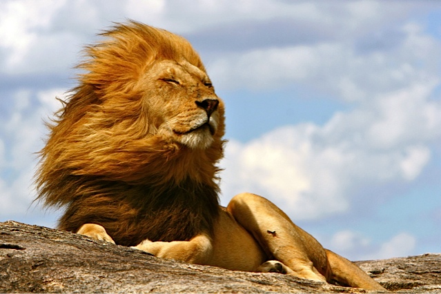 Lion-Tanzania