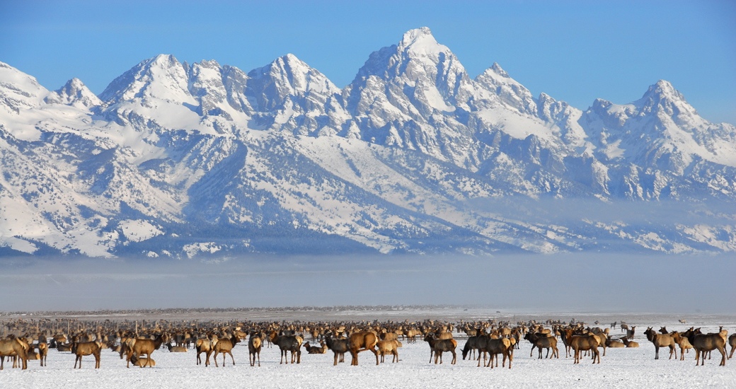 Looking over the National Elk Refuge to the Tetons