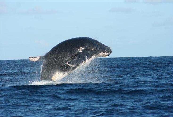 whale-vamizi-island