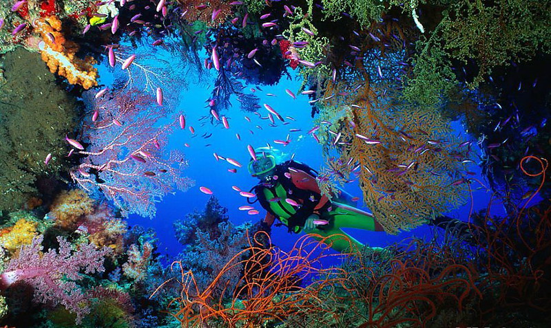 JMC-diving-coral