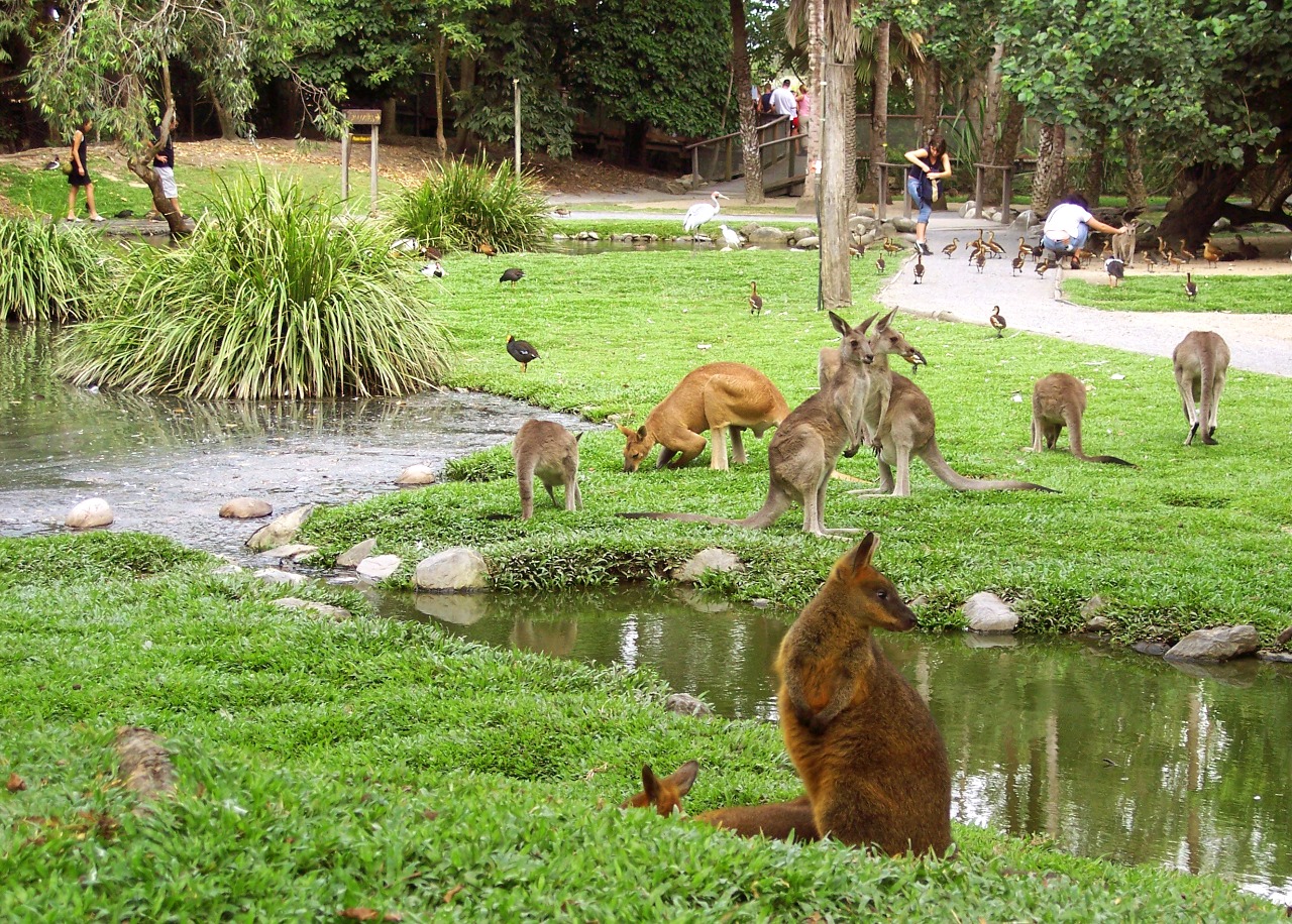 kangaroos-wildlife-habitat