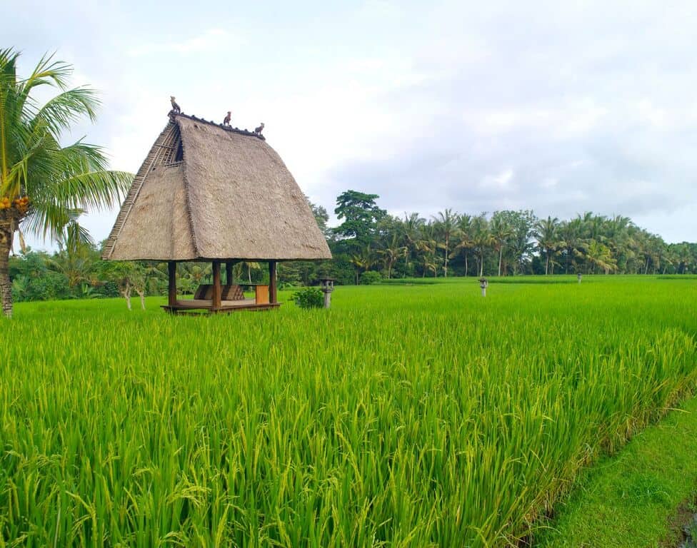 chedi-rice-fields