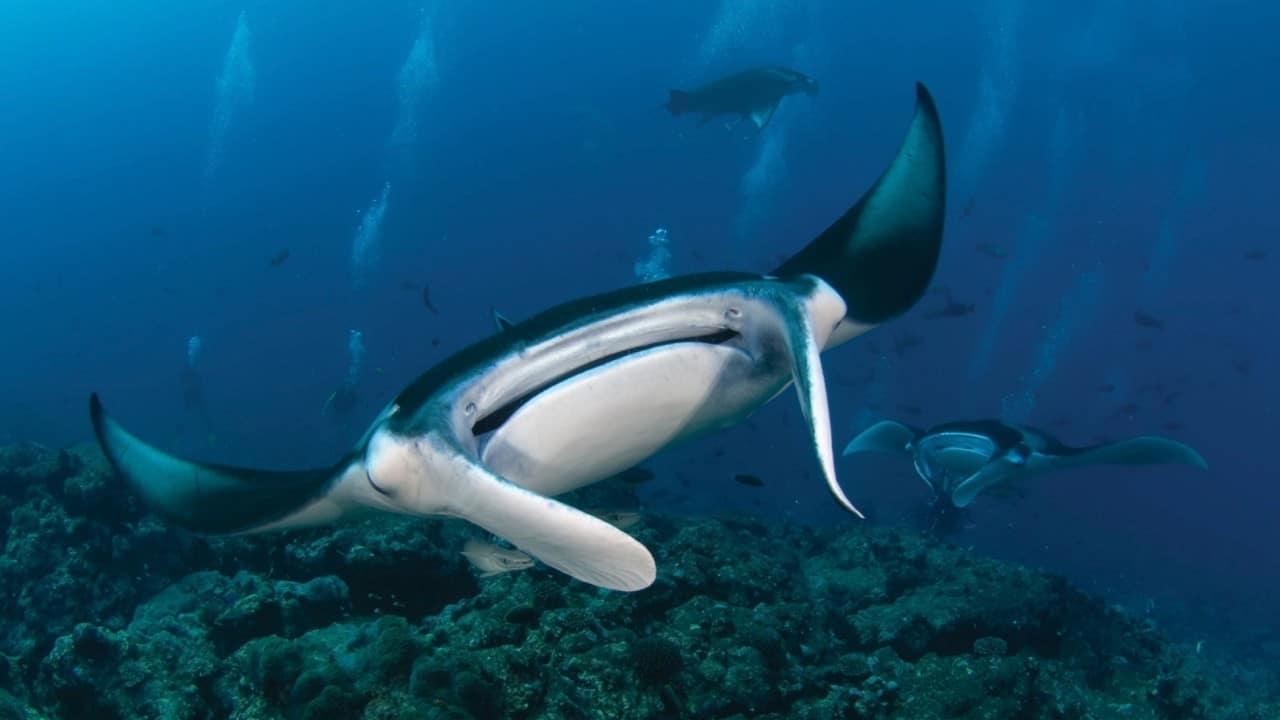 manta rays in maldives