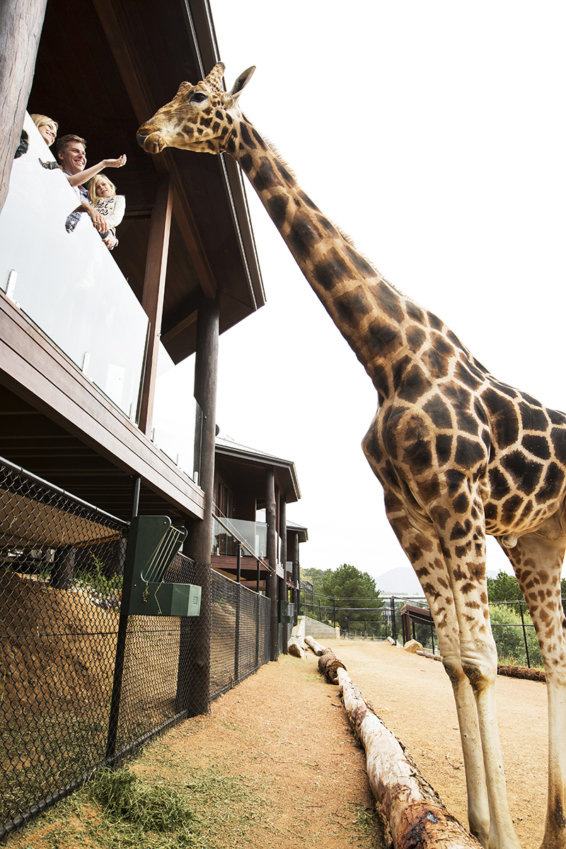 Jamala Wildlife Lodge The Lux Traveller